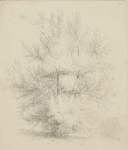 Tekening van een boom